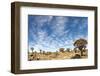 Quiver Tree Forest-mezzotint-Framed Photographic Print