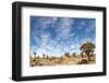 Quiver Tree Forest-mezzotint-Framed Photographic Print