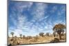 Quiver Tree Forest-mezzotint-Mounted Photographic Print