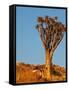 Quiver Tree in Namibia, Africa-Andrushko Galyna-Framed Stretched Canvas