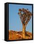 Quiver Tree in Namibia, Africa-Andrushko Galyna-Framed Stretched Canvas