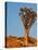 Quiver Tree in Namibia, Africa-Andrushko Galyna-Stretched Canvas