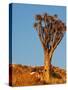 Quiver Tree in Namibia, Africa-Andrushko Galyna-Stretched Canvas