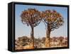 Quiver Tree in Namibia, Africa-Andrushko Galyna-Framed Stretched Canvas