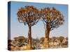 Quiver Tree in Namibia, Africa-Andrushko Galyna-Stretched Canvas