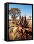 Quiver Tree in Namibia, Africa-Andrushko Galyna-Framed Stretched Canvas