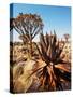 Quiver Tree in Namibia, Africa-Andrushko Galyna-Stretched Canvas