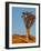 Quiver Tree in Namibia, Africa-Andrushko Galyna-Framed Photographic Print