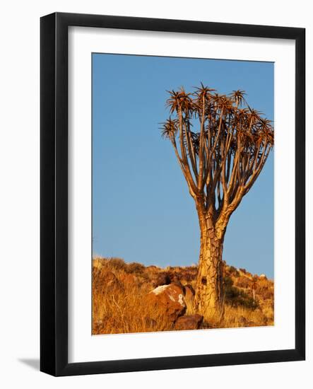 Quiver Tree in Namibia, Africa-Andrushko Galyna-Framed Photographic Print