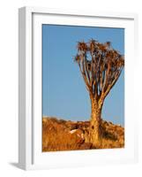 Quiver Tree in Namibia, Africa-Andrushko Galyna-Framed Photographic Print