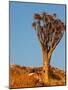 Quiver Tree in Namibia, Africa-Andrushko Galyna-Mounted Photographic Print