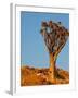 Quiver Tree in Namibia, Africa-Andrushko Galyna-Framed Photographic Print