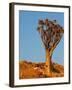 Quiver Tree in Namibia, Africa-Andrushko Galyna-Framed Photographic Print