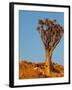 Quiver Tree in Namibia, Africa-Andrushko Galyna-Framed Photographic Print