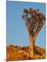 Quiver Tree in Namibia, Africa-Andrushko Galyna-Mounted Photographic Print