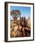 Quiver Tree in Namibia, Africa-Andrushko Galyna-Framed Photographic Print