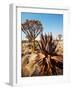 Quiver Tree in Namibia, Africa-Andrushko Galyna-Framed Photographic Print