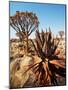 Quiver Tree in Namibia, Africa-Andrushko Galyna-Mounted Photographic Print