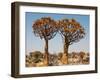 Quiver Tree in Namibia, Africa-Andrushko Galyna-Framed Photographic Print