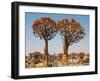 Quiver Tree in Namibia, Africa-Andrushko Galyna-Framed Photographic Print