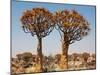 Quiver Tree in Namibia, Africa-Andrushko Galyna-Mounted Photographic Print