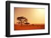 Quiver Tree in Namibia, Africa-Galyna Andrushko-Framed Photographic Print