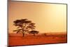 Quiver Tree in Namibia, Africa-Galyna Andrushko-Mounted Photographic Print