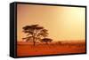 Quiver Tree in Namibia, Africa-Galyna Andrushko-Framed Stretched Canvas