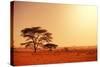 Quiver Tree in Namibia, Africa-Galyna Andrushko-Stretched Canvas