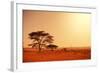 Quiver Tree in Namibia, Africa-Galyna Andrushko-Framed Photographic Print