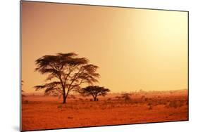 Quiver Tree in Namibia, Africa-Galyna Andrushko-Mounted Photographic Print