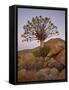 Quiver Tree (Kokerboom) (Aloe Dichotoma) at Dusk, Namakwa, Namaqualand, South Africa, Africa-James Hager-Framed Stretched Canvas