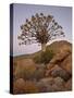 Quiver Tree (Kokerboom) (Aloe Dichotoma) at Dusk, Namakwa, Namaqualand, South Africa, Africa-James Hager-Stretched Canvas