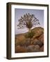 Quiver Tree (Kokerboom) (Aloe Dichotoma) at Dusk, Namakwa, Namaqualand, South Africa, Africa-James Hager-Framed Photographic Print