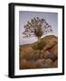 Quiver Tree (Kokerboom) (Aloe Dichotoma) at Dusk, Namakwa, Namaqualand, South Africa, Africa-James Hager-Framed Photographic Print