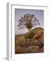 Quiver Tree (Kokerboom) (Aloe Dichotoma) at Dusk, Namakwa, Namaqualand, South Africa, Africa-James Hager-Framed Photographic Print