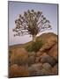 Quiver Tree (Kokerboom) (Aloe Dichotoma) at Dusk, Namakwa, Namaqualand, South Africa, Africa-James Hager-Mounted Photographic Print