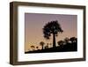 Quiver tree (Kokerboom) (Aloe dichotoma), Gannabos, Namakwa, Namaqualand, South Africa, Africa-James Hager-Framed Photographic Print