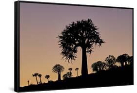 Quiver tree (Kokerboom) (Aloe dichotoma), Gannabos, Namakwa, Namaqualand, South Africa, Africa-James Hager-Framed Stretched Canvas