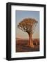 Quiver tree (Kokerboom) (Aloe dichotoma), Gannabos, Namakwa, Namaqualand, South Africa, Africa-James Hager-Framed Photographic Print