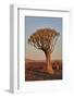 Quiver tree (Kokerboom) (Aloe dichotoma), Gannabos, Namakwa, Namaqualand, South Africa, Africa-James Hager-Framed Photographic Print