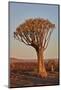 Quiver tree (Kokerboom) (Aloe dichotoma), Gannabos, Namakwa, Namaqualand, South Africa, Africa-James Hager-Mounted Photographic Print