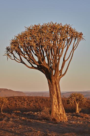 'Quiver tree (Kokerboom) (Aloe dichotoma), Gannabos, Namakwa ...
