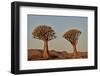 Quiver tree (Kokerboom) (Aloe dichotoma), Gannabos, Namakwa, Namaqualand, South Africa, Africa-James Hager-Framed Photographic Print