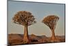 Quiver tree (Kokerboom) (Aloe dichotoma), Gannabos, Namakwa, Namaqualand, South Africa, Africa-James Hager-Mounted Photographic Print