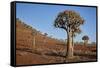 Quiver tree (Kokerboom) (Aloe dichotoma), Gannabos, Namakwa, Namaqualand, South Africa, Africa-James Hager-Framed Stretched Canvas