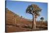 Quiver tree (Kokerboom) (Aloe dichotoma), Gannabos, Namakwa, Namaqualand, South Africa, Africa-James Hager-Stretched Canvas