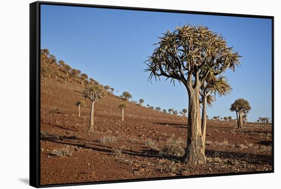 Quiver tree (Kokerboom) (Aloe dichotoma), Gannabos, Namakwa, Namaqualand, South Africa, Africa-James Hager-Framed Stretched Canvas