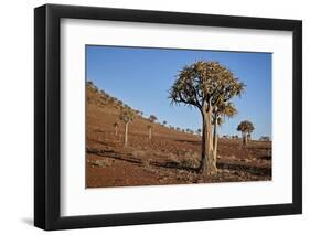 Quiver tree (Kokerboom) (Aloe dichotoma), Gannabos, Namakwa, Namaqualand, South Africa, Africa-James Hager-Framed Photographic Print