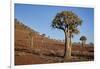 Quiver tree (Kokerboom) (Aloe dichotoma), Gannabos, Namakwa, Namaqualand, South Africa, Africa-James Hager-Framed Photographic Print